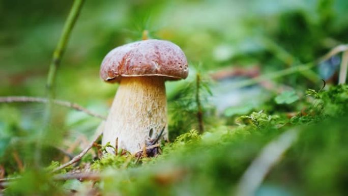 森林里生长着一种美丽而令人垂涎的银耳。蘑菇采摘机的理想矿山