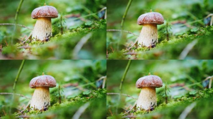 森林里生长着一种美丽而令人垂涎的银耳。蘑菇采摘机的理想矿山