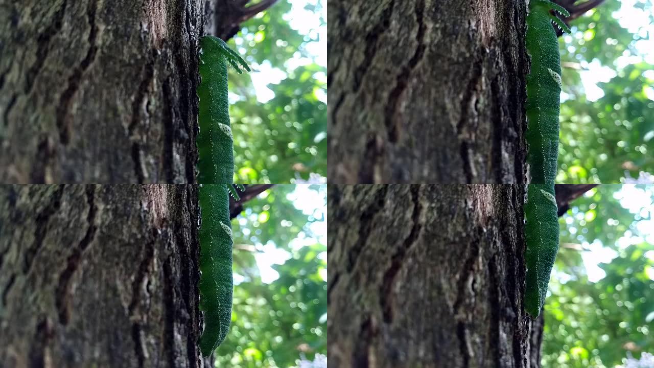 树上的绿色毛毛虫