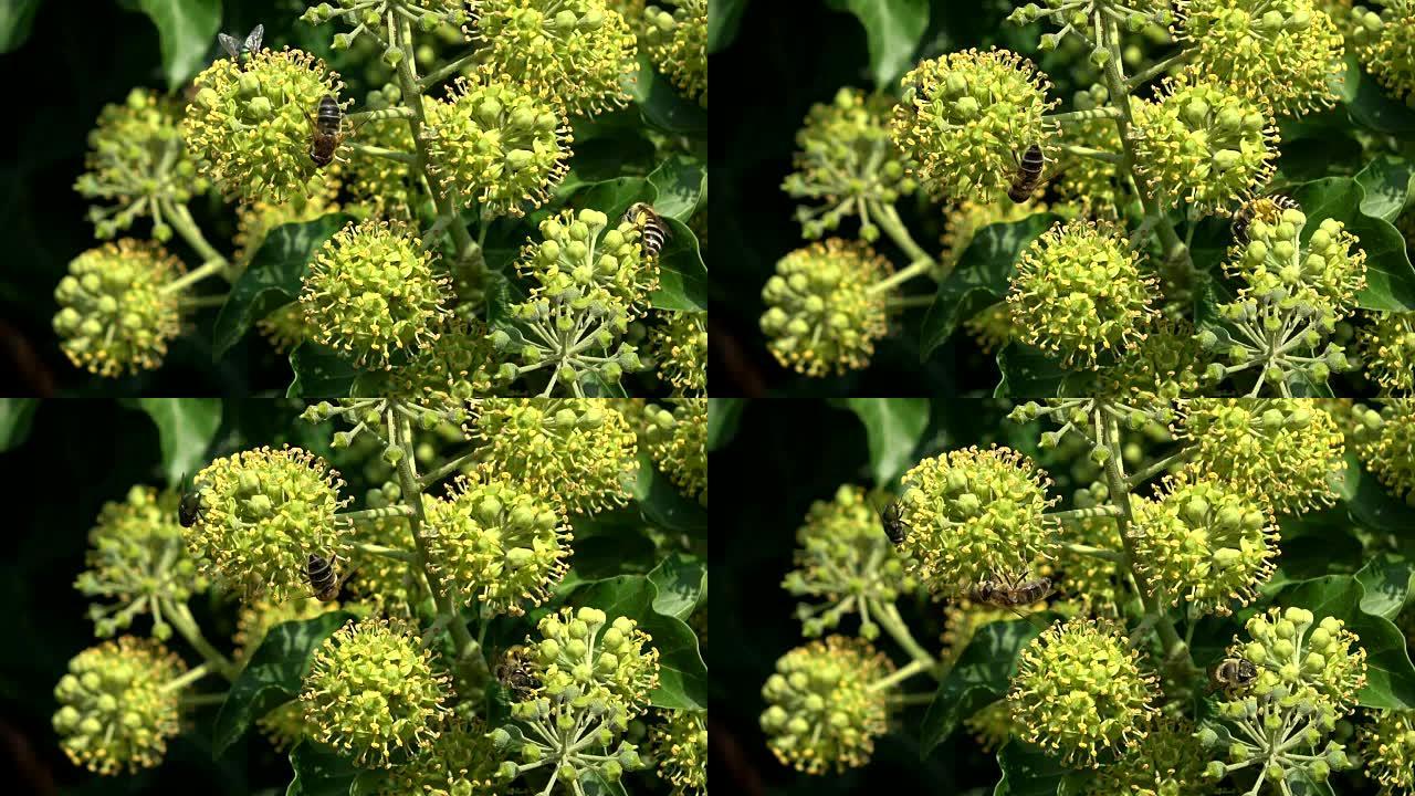 不同昆虫的Ivyblossom，Hedera helix，药用植物，生物多样性