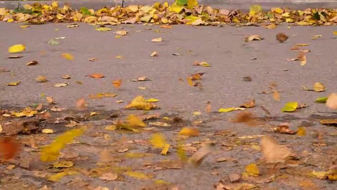 风吹落秋城沥青路的落叶。Seosonal叶子落下