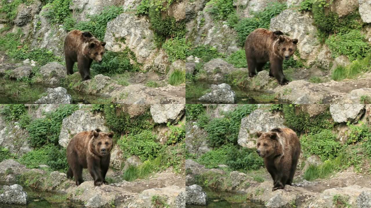 棕熊近水特写镜头