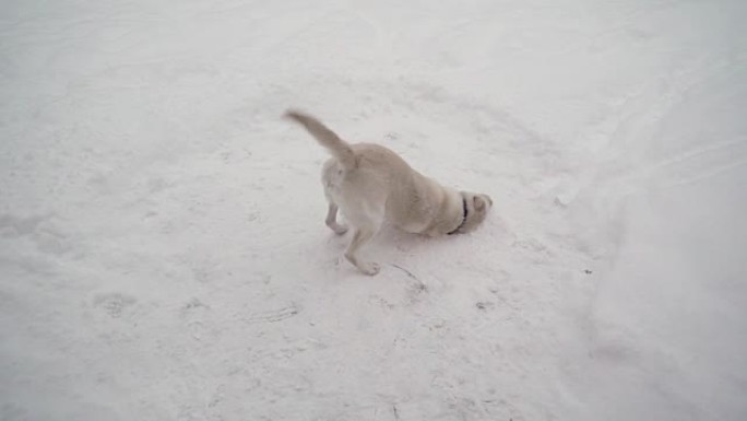 一只白色的拉布拉多犬在雪地上玩耍