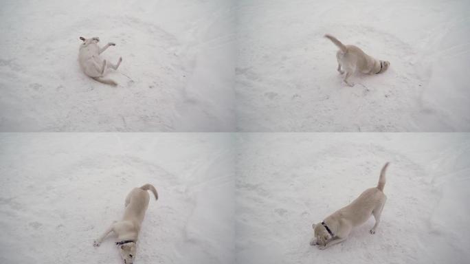 一只白色的拉布拉多犬在雪地上玩耍