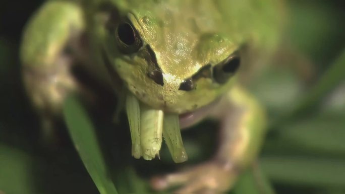 青蛙_青蛙捕食_4K60桢