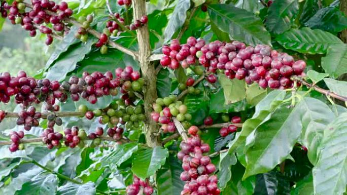 泰国北部Chiengrai的Doi Chang树上有色的阿拉比卡咖啡。