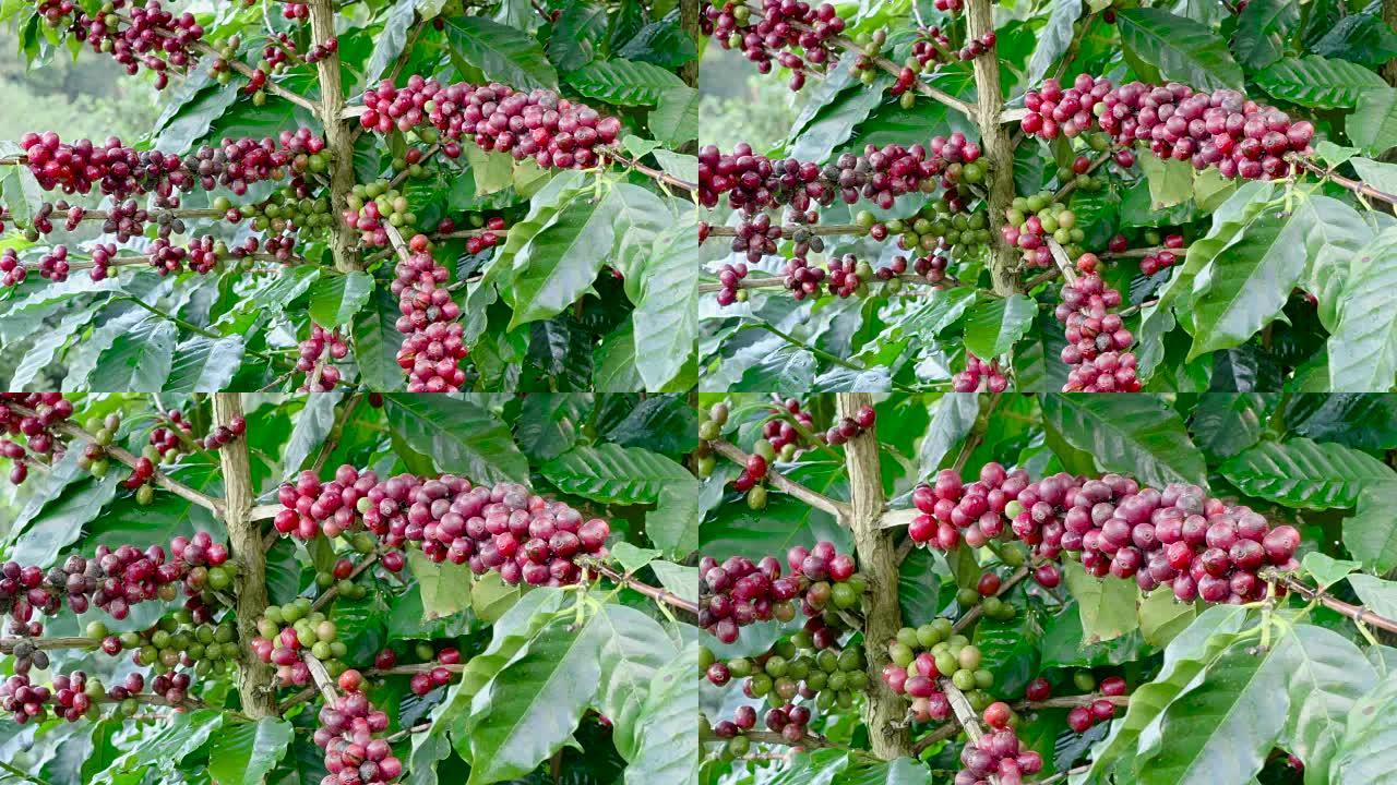 泰国北部Chiengrai的Doi Chang树上有色的阿拉比卡咖啡。