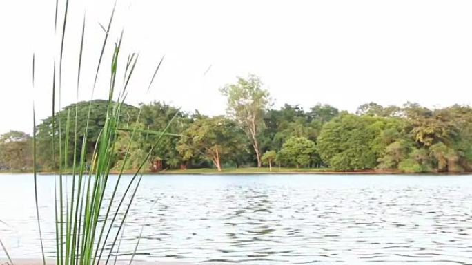 宁静的花园，水库场景，水，树木，灌木和风影响了树叶。