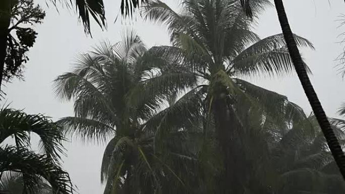 雨天椰树的剪影