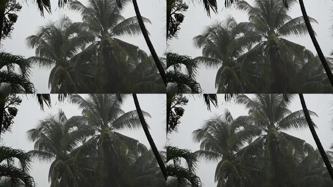 雨天椰树的剪影