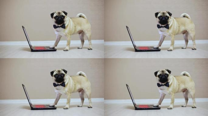 一只可爱的哈巴狗在笔记本电脑上工作，穿着蝴蝶看电影，站在电脑上