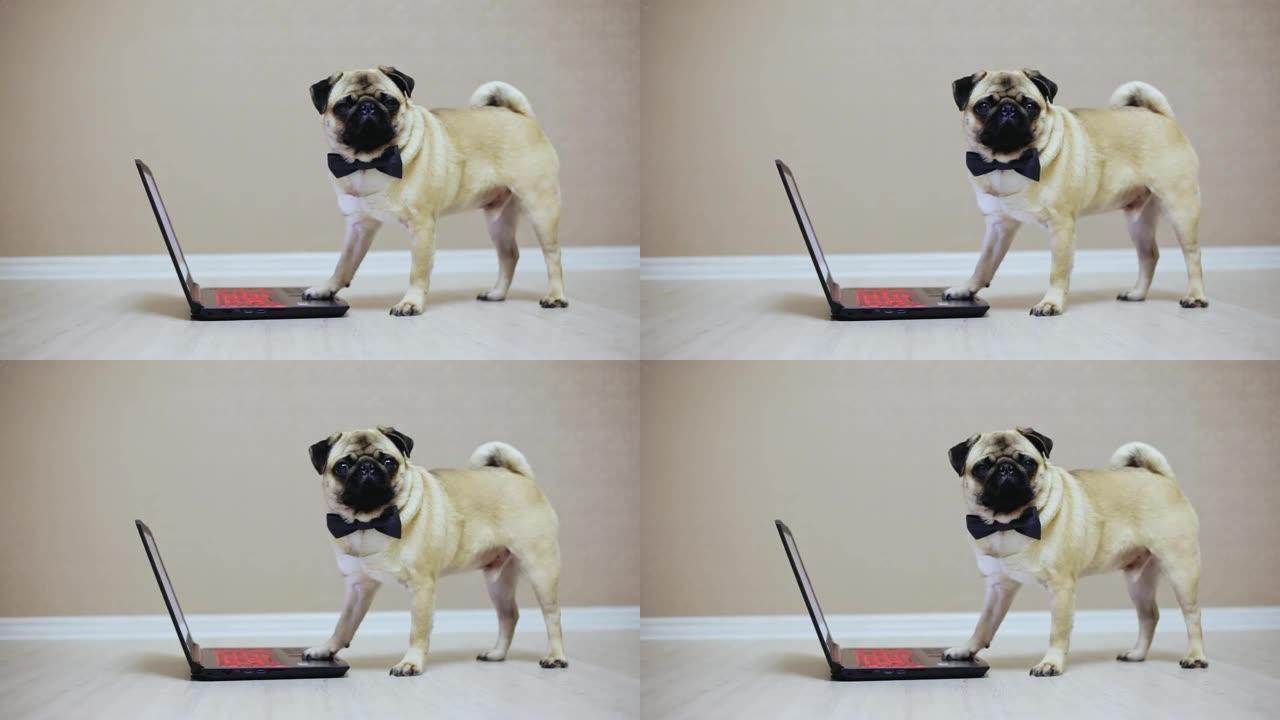 一只可爱的哈巴狗在笔记本电脑上工作，穿着蝴蝶看电影，站在电脑上
