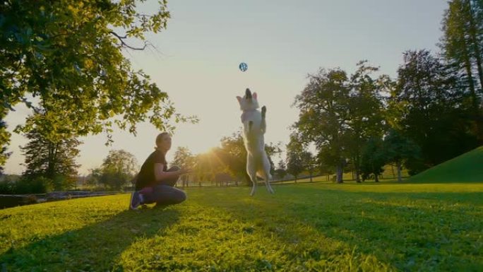 近距离通话: 一只雄伟的白色牧羊犬在试图接球时几乎坠毁在相机中。公园里的狗训练。