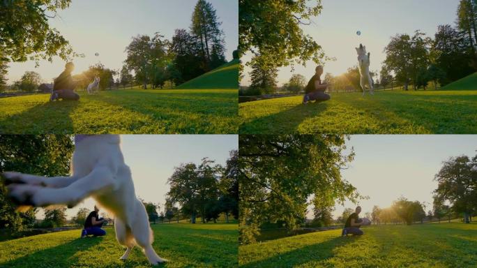 近距离通话: 一只雄伟的白色牧羊犬在试图接球时几乎坠毁在相机中。公园里的狗训练。