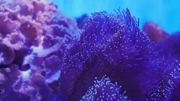 美丽的海底花与珊瑚和鱼的世界。