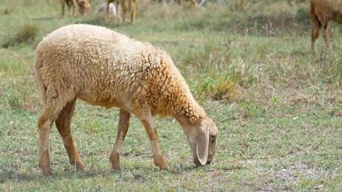 收起一只羊在田野上散步吃草