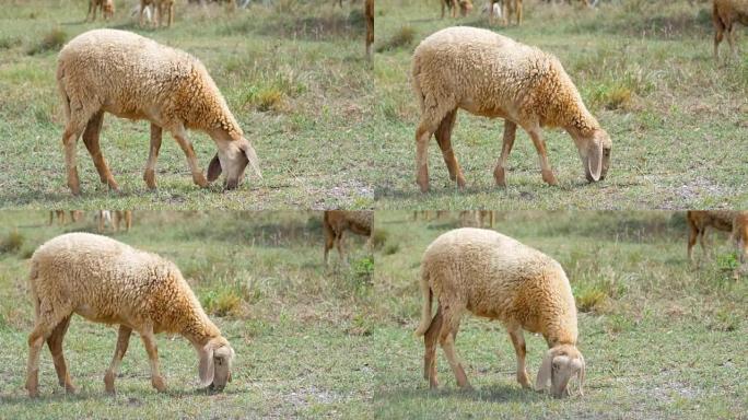 收起一只羊在田野上散步吃草