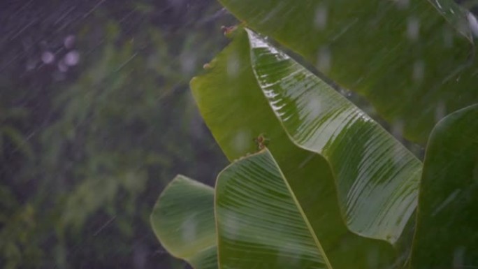 香蕉叶在风中摇曳和雨水飘落的慢动作