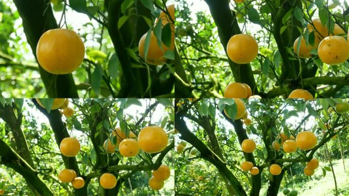 缩小农场的柑橘类水果。