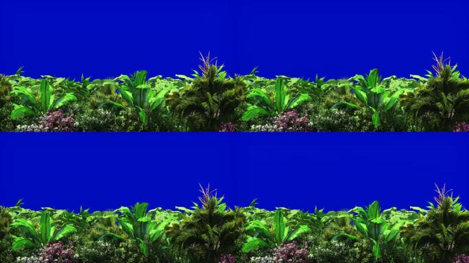 蓝色屏幕上的热带植物。美丽的夏天循环背景。