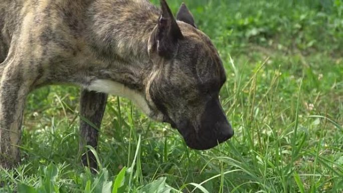 斗牛犬形状的狗