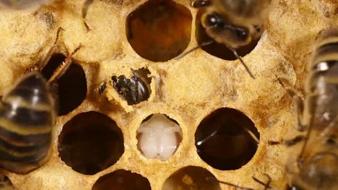欧洲蜜蜂，蜜蜂，蜜蜂在出苗前切割其鳃盖，，诺曼底的蜂巢，实时4K