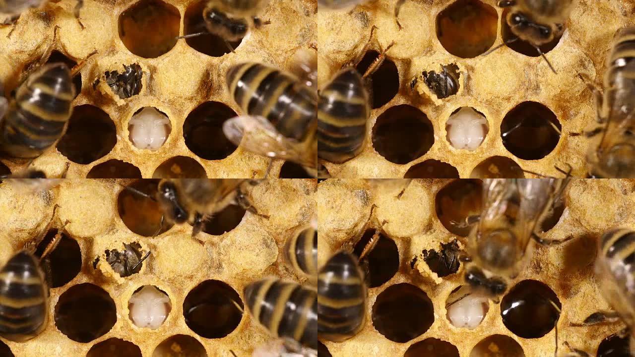 欧洲蜜蜂，蜜蜂，蜜蜂在出苗前切割其鳃盖，，诺曼底的蜂巢，实时4K