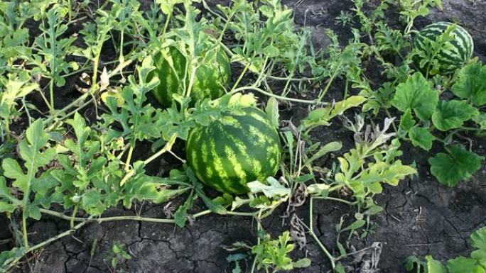 田间成熟的西瓜。