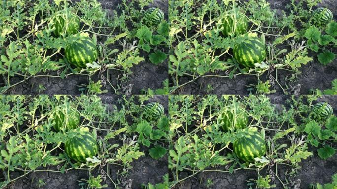 田间成熟的西瓜。