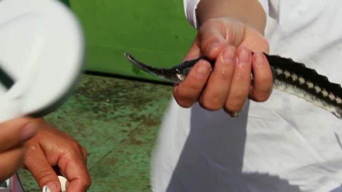 生物学家捕捉和植入st鱼的微芯片