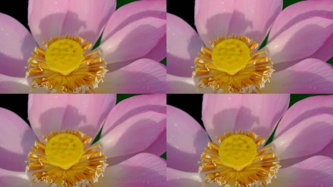 粉色莲花的宏观照片
