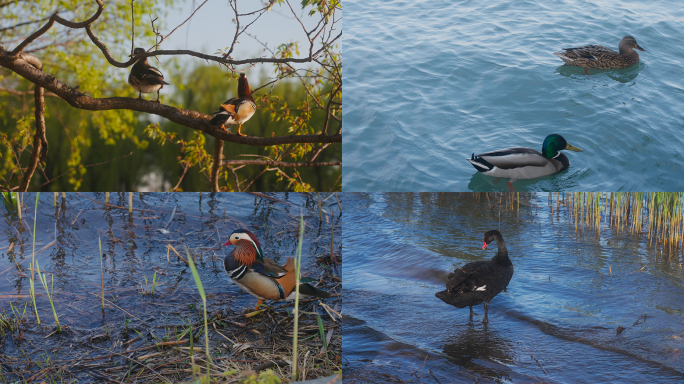 【4K】湖边的水鸟