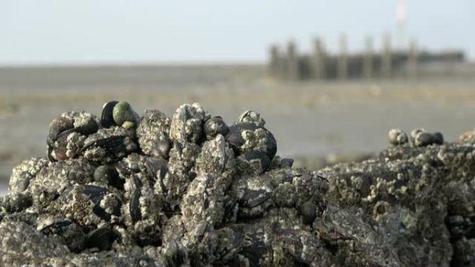 贝壳银行与小贝在国家公园瓦登海，北海，退潮，格罗讷，库克斯海，北海