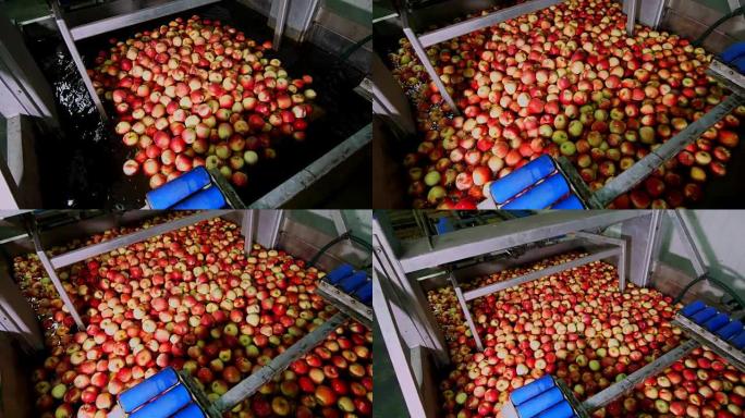 在水果生产厂清洗苹果的过程。将苹果浸入水中的木箱放在特殊的浴缸中，在水果仓库包装浴缸。在工厂分拣苹果