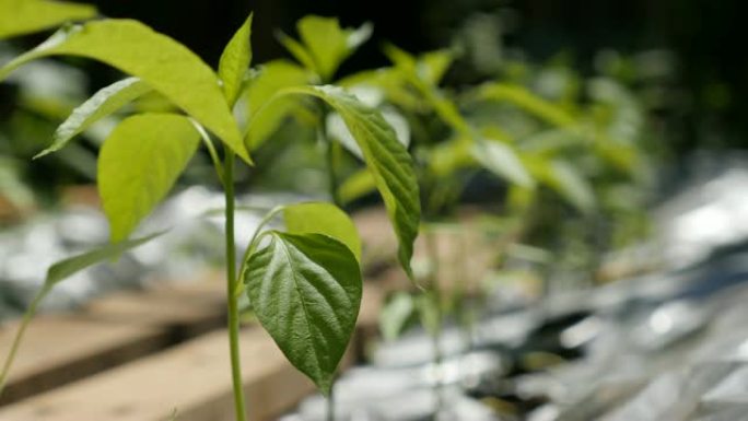 早春辣椒生长幼小植物4K 3840x2160 UltraHD视频-热辣椒属植物连续食物背景4K 38