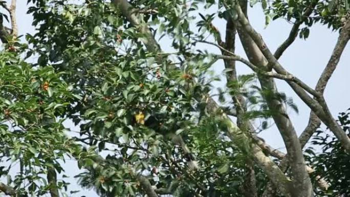 泰国考艾国家公园树上的犀鸟。