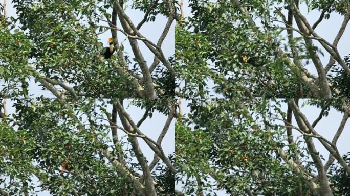 泰国考艾国家公园树上的犀鸟。