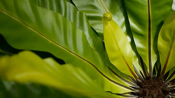 燕窝蕨，铁角蕨。野生天堂雨林丛林植物作为天然花卉背景。抽象纹理