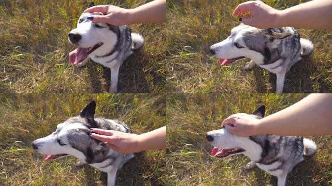 晴天，女性的手在田野里爱抚她的西伯利亚哈士奇。狗坐在草地上的画像，享受主人的抚摸。年轻女孩花时间和她
