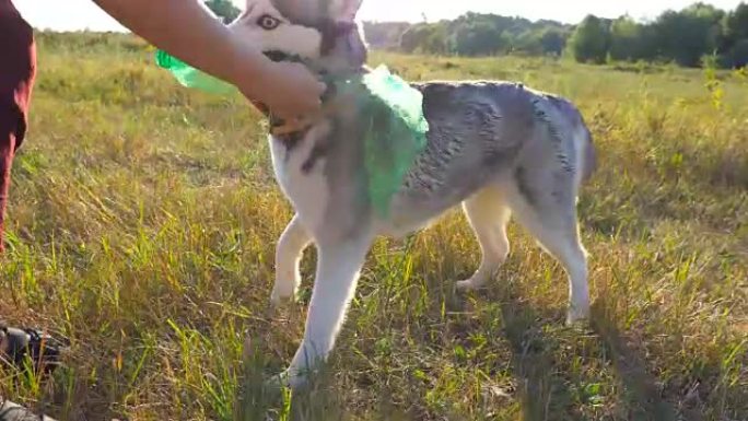 顽皮的西伯利亚哈士奇狗在日落时在草地上咬塑料瓶。面目全非的女主人和她的宠物在夏天的田野里共度时光。与