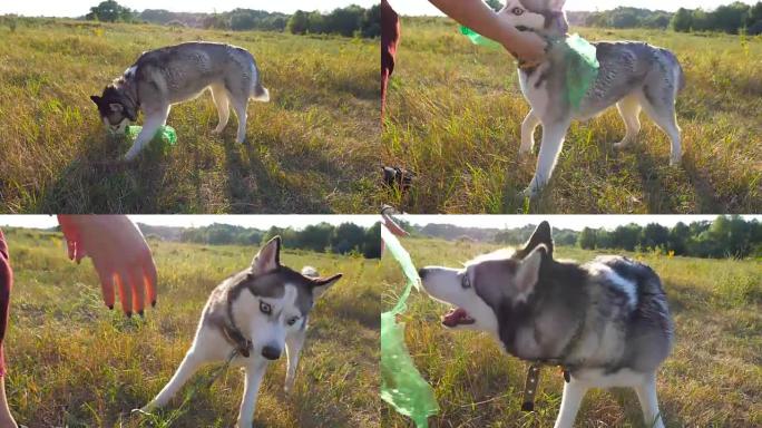 顽皮的西伯利亚哈士奇狗在日落时在草地上咬塑料瓶。面目全非的女主人和她的宠物在夏天的田野里共度时光。与