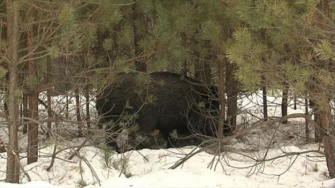 野猪筑巢休息