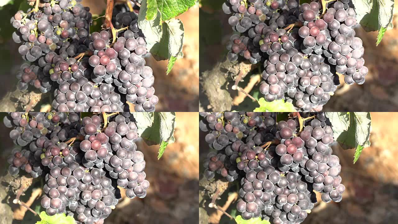 特内里费岛的葡萄园，9月的黑葡萄