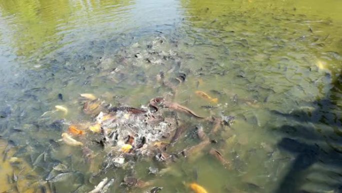 池塘里有很多鱼