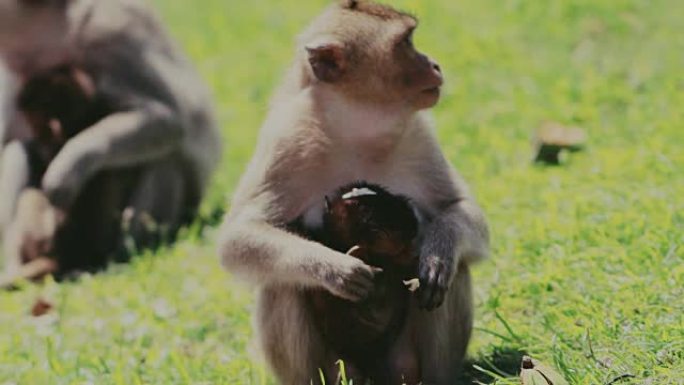 泰国华富里的家养猴子食用食物