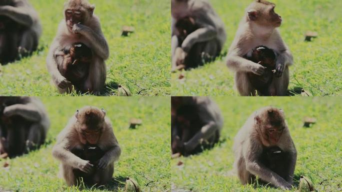 泰国华富里的家养猴子食用食物
