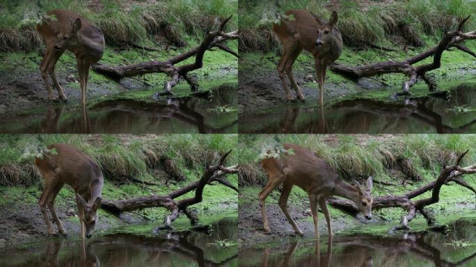 森林里的ro，Capreolus capreolus。野鹿从池塘里喝水