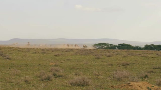 一群牛羚迅速从非洲大草原的掠食者中逃脱