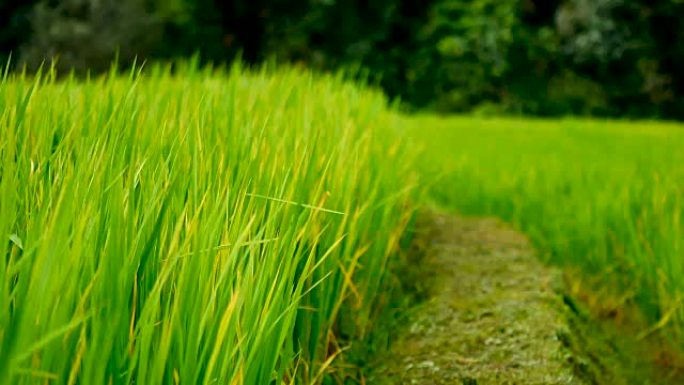 自然视频早上种稻期间，郁郁葱葱的稻田里的小路是吹风和阳光。农业和环境概念。