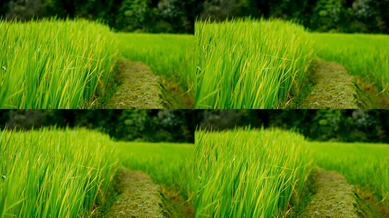 自然视频早上种稻期间，郁郁葱葱的稻田里的小路是吹风和阳光。农业和环境概念。